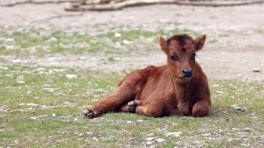 Yavru Aurochs, Heck sığırları, Bos primigenius Taurus, soyu tükenmiş yaban öküzlerine benzediğini iddia etti. Evcil dağlık sığırlar
