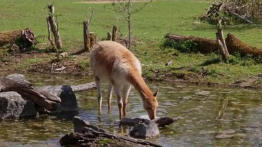 Bebek Vicuna, Vicugna Vicugna, And Dağları 'nın yüksek dağlık bölgelerinde yaşayan lama' nın akrabaları.