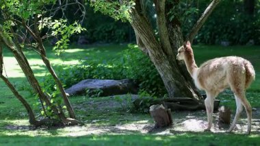 Bebek Vicuna, Vicugna Vicugna, And Dağları 'nın yüksek dağlık bölgelerinde yaşayan lama' nın akrabaları.