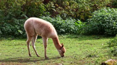 Bebek Vicuna, Vicugna Vicugna, And Dağları 'nın yüksek dağlık bölgelerinde yaşayan lama' nın akrabaları.