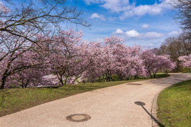 Almanya 'da Münih' te kiraz çiçekleri açar. Mavi ve bulutlu arkaplanlı pembe kiraz çiçekleri. Almanya 'da bahar.