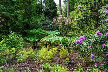 Bavyera, Almanya 'daki Münih Botanik Bahçesi' nde yeşil çayırlarda bahçeler ve çalı çırpı ağaçları var.
