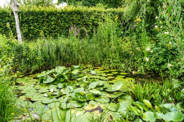 Bavyera, Almanya 'daki Augsburg Botanik Bahçesi' nde yeşil çayırlarda çalı çırpı ve çalı çırpı ağaçları var.