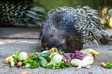 Hint armalı kirpi (