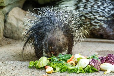 Hint armalı kirpi (