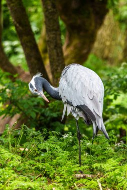 Demokiselle Crane ve Anthropoides başak kuşları gün boyunca açık yeşil çayırlarda yaşarlar. Orta Avrupa 'da bulunan bir turna türüdür.