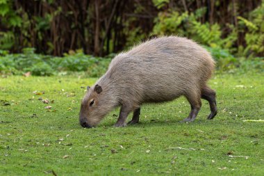 Capybara, Hydrochoerus hydrochaeris Güney Amerika 'da yaşayan bir memelidir. Dünyada yaşayan en büyük kemirgendir..