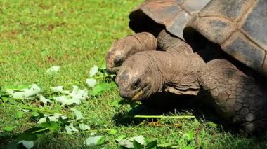 Curieuse Adası 'ndaki (Seyşeller Adası' ndaki Praslin Adası 'nın başarılı bir vahşi kaplumbağa koruma programına ev sahipliği yapan) dev Aldabra kaplumbağası (Aldabrachelys gigantea).
