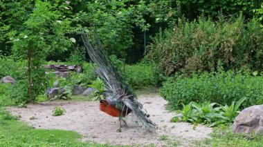 Hint Peafowl veya mavi Peafowl, Büyük ve parlak renkli bir kuş türüdür, Güney Asya 'ya özgü, fakat dünyanın diğer bölgelerinde de tanıtılan bir türdür..