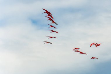 Büyük kızıl aynalı ayılar evlerine, uyudukları yere, yani Revoada dos guaras 'a uçuyorlar. Bu da Brezilya' daki Parnaiba Nehri Deltası 'nda her gün meydana gelen bir fenomen.