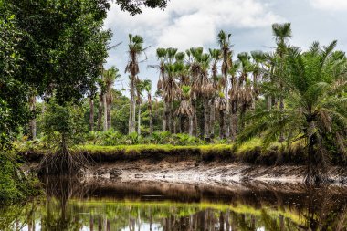 Igarape do Urubu Nehri, Delta das Canarias, Ilha das Canarias, Brezilya 'da tekne gezisi. Amazon yağmur ormanları. Güney Amerika