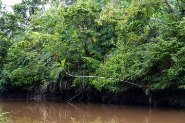 Igarape do Urubu Nehri, Delta das Canarias, Ilha das Canarias, Brezilya 'da tekne gezisi. Amazon yağmur ormanları. Güney Amerika