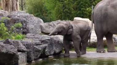 Küçük Asya ya da Asya fili Elephas maximus, Elephas cinsinin yaşayan tek türüdür ve Güneydoğu Asya 'da Hindistan ve Nepal' den doğuda Borneo 'ya kadar yayılır..
