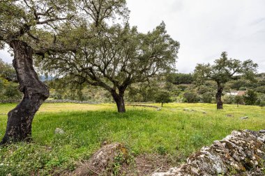 Portekiz 'deki Portalegre' de yürüyüş rotası. Percurso Pedestre de Galegos