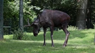 Geyik ya da geyik, Alces Alces geyik familyasındaki en büyük türdür. Geyikler, erkeklerin geniş, düz ya da palmat boynuzlarıyla ayırt edilir..