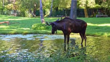Geyik ya da geyik, Alces Alces geyik familyasındaki en büyük türdür. Geyikler, erkeklerin geniş, düz ya da palmat boynuzlarıyla ayırt edilir..