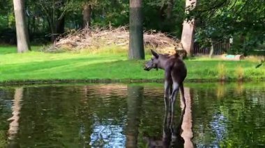 Geyik ya da geyik, Alces Alces geyik familyasındaki en büyük türdür. Geyikler, erkeklerin geniş, düz ya da palmat boynuzlarıyla ayırt edilir..