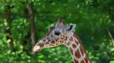 Zürafa, Zürafa camelopardalis, Afrika 'nın tek ayak parmaklı tek parmaklı, yaşayan en uzun boylu, en uzun boylu kara hayvanıdır..