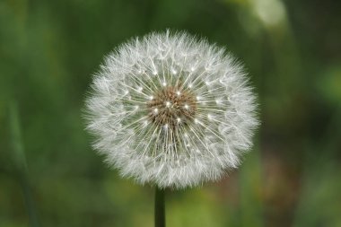 Rüzgârın savurduğu karahindiba başı tohumları salıyor. Yeşil bulanık arka plan huzurlu ve serin bir yaz havası katıyor. Ramberg yerleşimi Donauwoerth, Almanya, Avrupa