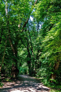 Bavyera Nehri Wuerm kıyısında yeşil doğa hakkında detaylı bir görüşle yürüyüş yapmak. Münih Pasing ve köy arasında Graefelfing