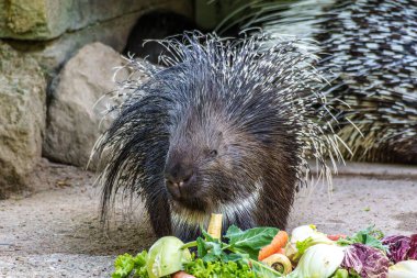 Hint armalı kirpi (