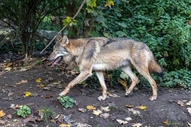 Kurt, gri kurt ya da kereste kurdu olarak da bilinen, Avrasya ve Kuzey Amerika 'nın vahşi ve uzak bölgelerinde yaşayan bir köpek türüdür..