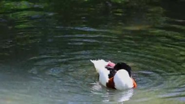Ortak shelduck, Tadorna tadorna Tadorna shelduck cins su kuşları familyasından.