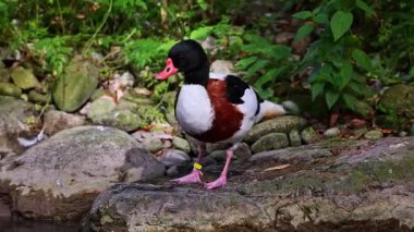 Ortak shelduck, Tadorna tadorna Tadorna shelduck cins su kuşları familyasından.
