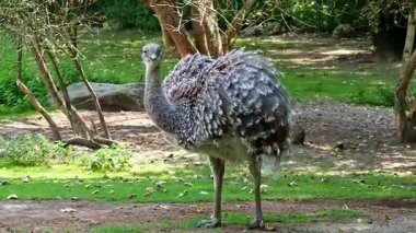 Darwin 'in Rhea' sı, Rhea pennata, daha az Rhea olarak da bilinir..