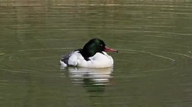 Münih 'teki İngiliz Bahçesi' nde Kleinhesseloher Gölü 'nde yüzen Merganser, Goosander ve Mergus merganser.
