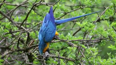 Mavi ve sarı papağan, Ara aratyası, mavi ve altın papağanı olarak da bilinir, çoğunlukla mavi üst kısımları ve açık turuncu alt kısımları olan büyük bir Güney Amerika papağanıdır.