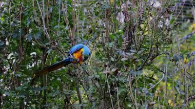 Mavi ve sarı papağan, Ara aratyası, mavi ve altın papağanı olarak da bilinir, çoğunlukla mavi üst kısımları ve açık turuncu alt kısımları olan büyük bir Güney Amerika papağanıdır.