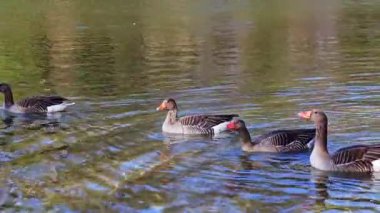Anser anser, Anatidae familyasından Anatidae familyasından bir kaz türü..