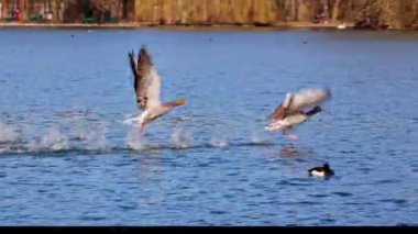 Anser anser, Anatidae familyasından Anatidae familyasından bir kaz türü..