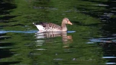 Anser anser, Anatidae familyasından Anatidae familyasından bir kaz türü..