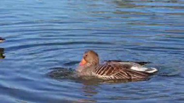 Anser anser, Anatidae familyasından Anatidae familyasından bir kaz türü..