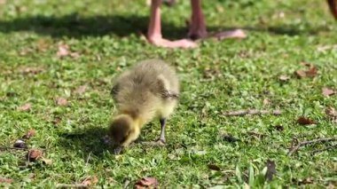 Anser anser, Anatidae familyasından bir kuş türü olan Anatidae familyasından bir kaz türü.