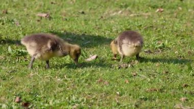 Anser anser, Anatidae familyasından bir kuş türü olan Anatidae familyasından bir kaz türü.