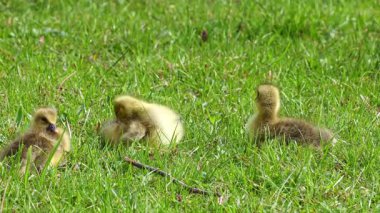 Anser anser, Anatidae familyasından bir kuş türü olan Anatidae familyasından bir kaz türü.