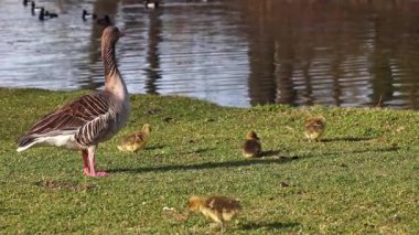 Küçük bebekleri olan gri lag kazları ailesi. Gri-lag kaz, Anser anser, Anatidae familyasından bir kaz türü.