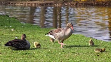 Küçük bebekleri olan gri lag kazları ailesi. Gri-lag kaz, Anser anser, Anatidae familyasından bir kaz türü.
