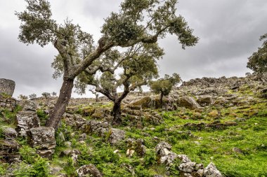Portekiz 'deki Portalegre' de yürüyüş rotası. Percurso Pedestre de Galegos