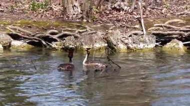 Bir çift Great Crested Grebe, Podiceps kristali yuvalarını inşa ediyor. Güzel turuncu renkli kuş, kırmızı gözlü su kuşu. Eski Dünya 'da bulunan en büyük aile üyesidir..