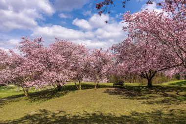 Almanya 'da Münih' te kiraz çiçekleri açar. Mavi ve bulutlu arkaplanlı pembe kiraz çiçekleri. Almanya 'da bahar.