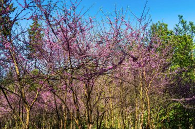 Dünya Ormanı 'nda çiçek açan Doğu Kızıltomurcuk Ağacı veya Cercis kanadensis, Almanya' nın Bavyera kentindeki Münih yakınlarındaki Freising 'de Weltwald.