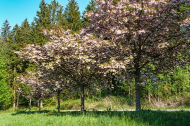 Japon kirazı, Prunus serrulata Dünya Ormanı 'nda çiçek açıyor, Almanya' nın Bavyera kentindeki Münih yakınlarında Weltwald in Freising.
