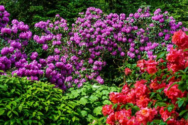 Bavyera, Almanya 'daki Münih Botanik Bahçesi' nde yeşil çayırlarda bahçeler ve çalı çırpı ağaçları var.