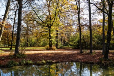 Münih 'in ünlü dinlenme yeri Englischer Garten' da altın sonbahar manzarası. Düşmüş yaprakları ve altın güneş ışığı olan İngiliz bahçesi. Münih, Bavyera, Almanya