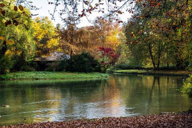 Münih 'in ünlü dinlenme yeri Englischer Garten' da altın sonbahar manzarası. Düşmüş yaprakları ve altın güneş ışığı olan İngiliz bahçesi. Münih, Bavyera, Almanya