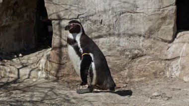 Humboldt pengueni, Spheniscus humboldti veya Perulu penguen